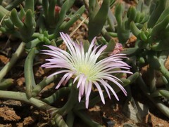 Mesembryanthemum canaliculatum