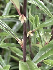 Sarcococca