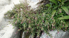 Epilobium hohuanense