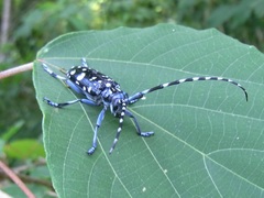Anoplophora chinensis