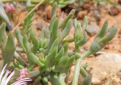 Mesembryanthemum canaliculatum