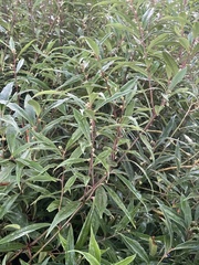 Sarcococca