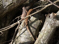 Plestiodon japonicus