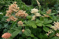 Rodgersia aesculifolia