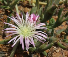 Mesembryanthemum canaliculatum