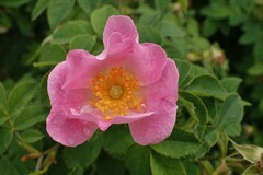 Rosa marginata