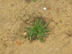 Plantago serraria