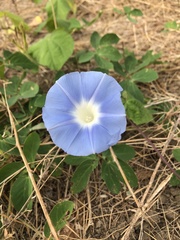 Ipomoea hederacea