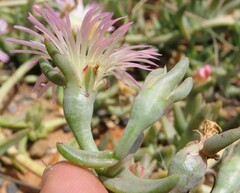 Mesembryanthemum canaliculatum