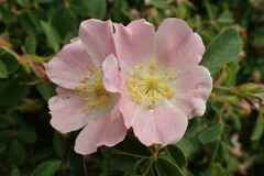 Rosa elliptica