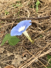 Ipomoea hederacea