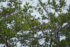 Icterus nigrogularis