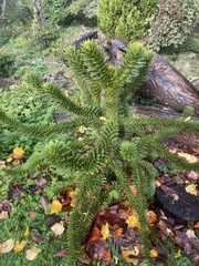 Araucaria araucana