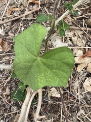 Ipomoea hederacea
