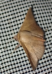 Banisia