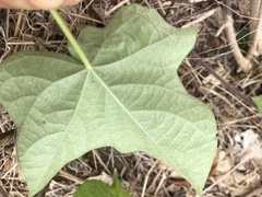 Ipomoea hederacea