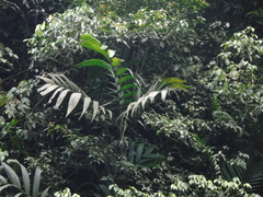 Pinanga