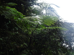 Cyatheaceae