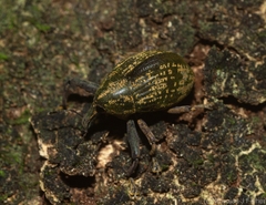 Perissops mucidus