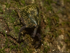 Perissops mucidus