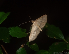 Addaea subtessellata