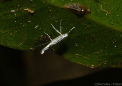 Cuphodes thysanota