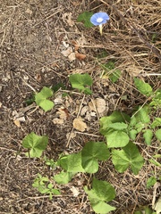 Ipomoea hederacea
