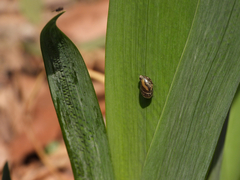 Succinea arundinetorum