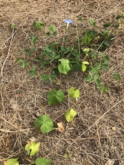 Ipomoea hederacea
