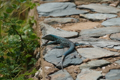 Cnemidophorus arubensis
