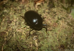 Amarygmus