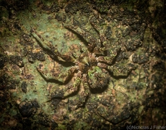 Stephanopis carcinoides