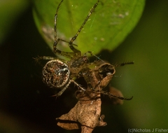 Australomimetus maculosus