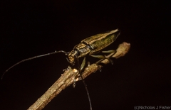 Temnosternus planiusculus