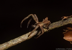 Stephanopis barbipes