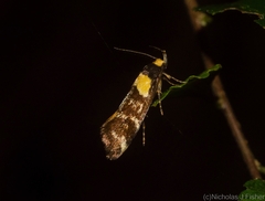 Epithymema helias