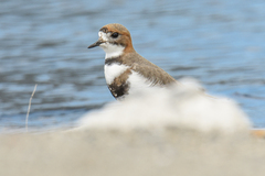 Charadrius falklandicus