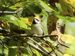 Vermivora chrysoptera