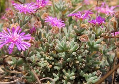 Drosanthemum ambiguum