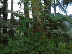 Polyscias diversifolia