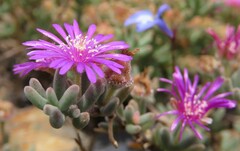 Drosanthemum ambiguum