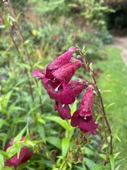 Penstemon roseus