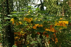 Uncarina grandidieri