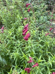 Penstemon roseus