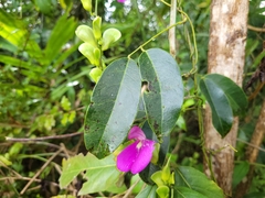 Canavalia bonariensis