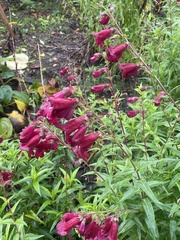 Penstemon roseus