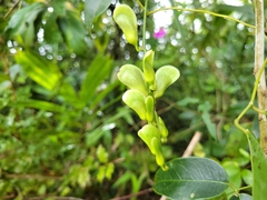 Canavalia bonariensis