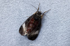 Sarbanissa transiens