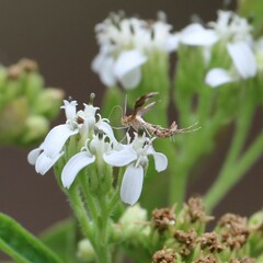 Oxyptilini
