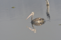 Pelecanus philippensis